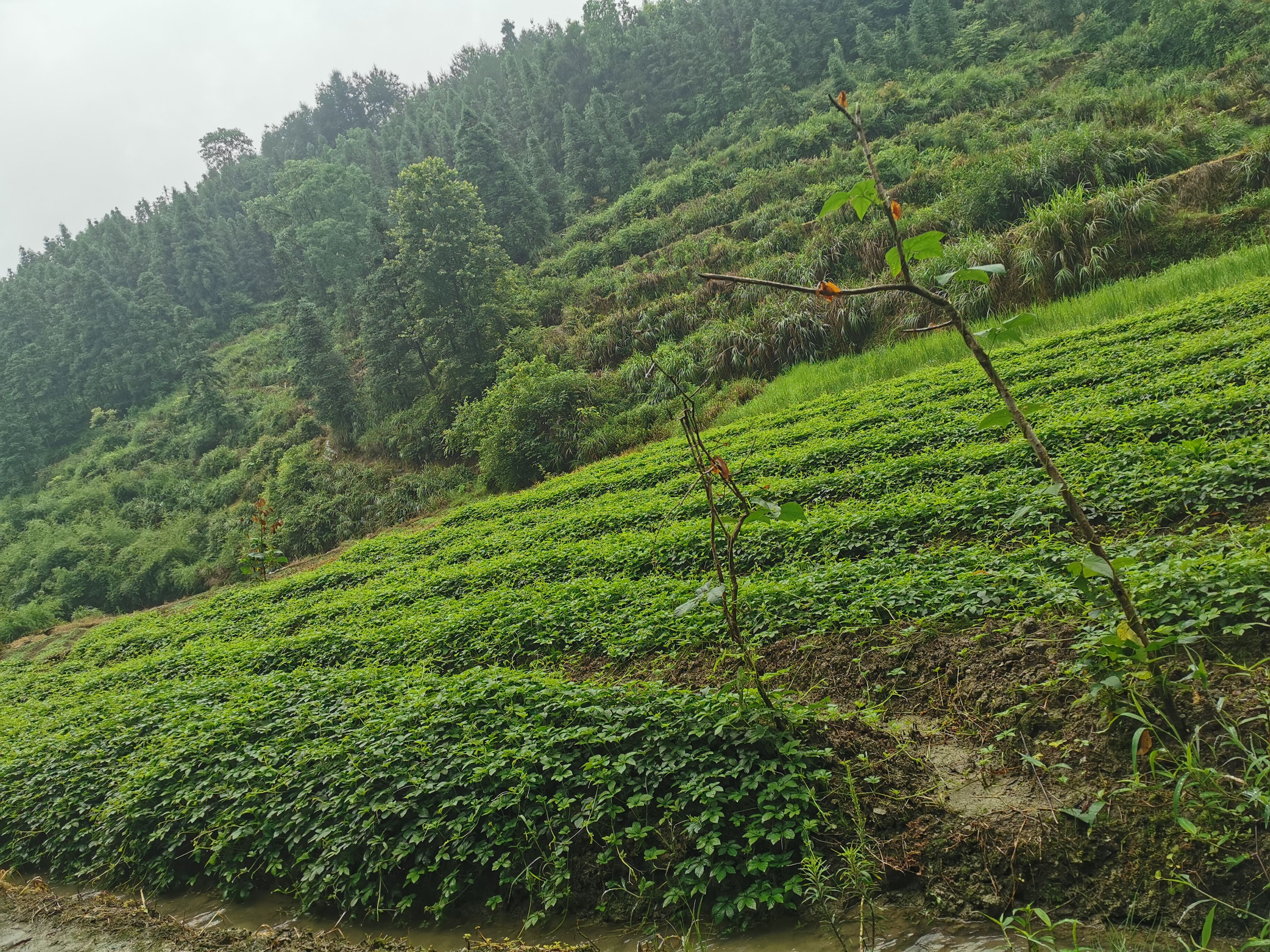绞股蓝茶 重庆市重庆市秀山土家族苗族自治县 本品不能代替药物 2021-09-01 - 2021-09-30