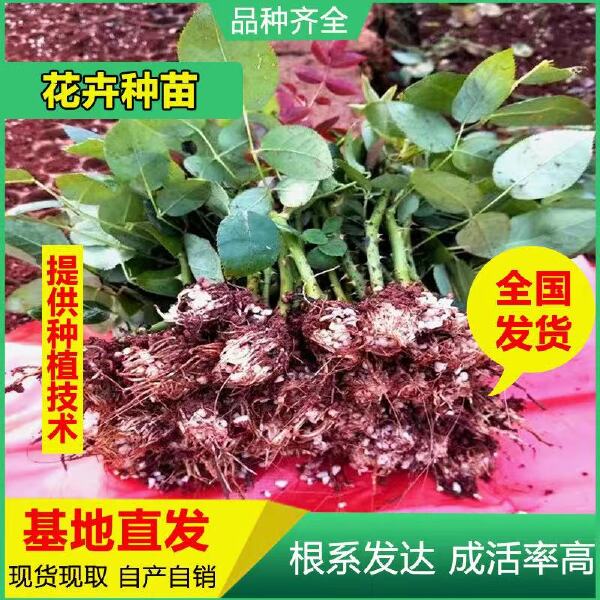 四季玫瑰苗 月季花苗 鲜切花种苗 庭院花卉种苗 绿化工程苗