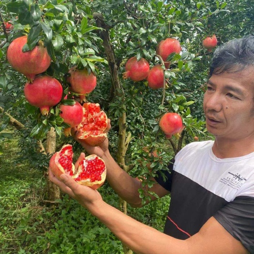 建水县红石榴 云南建水早熟蓝莓！