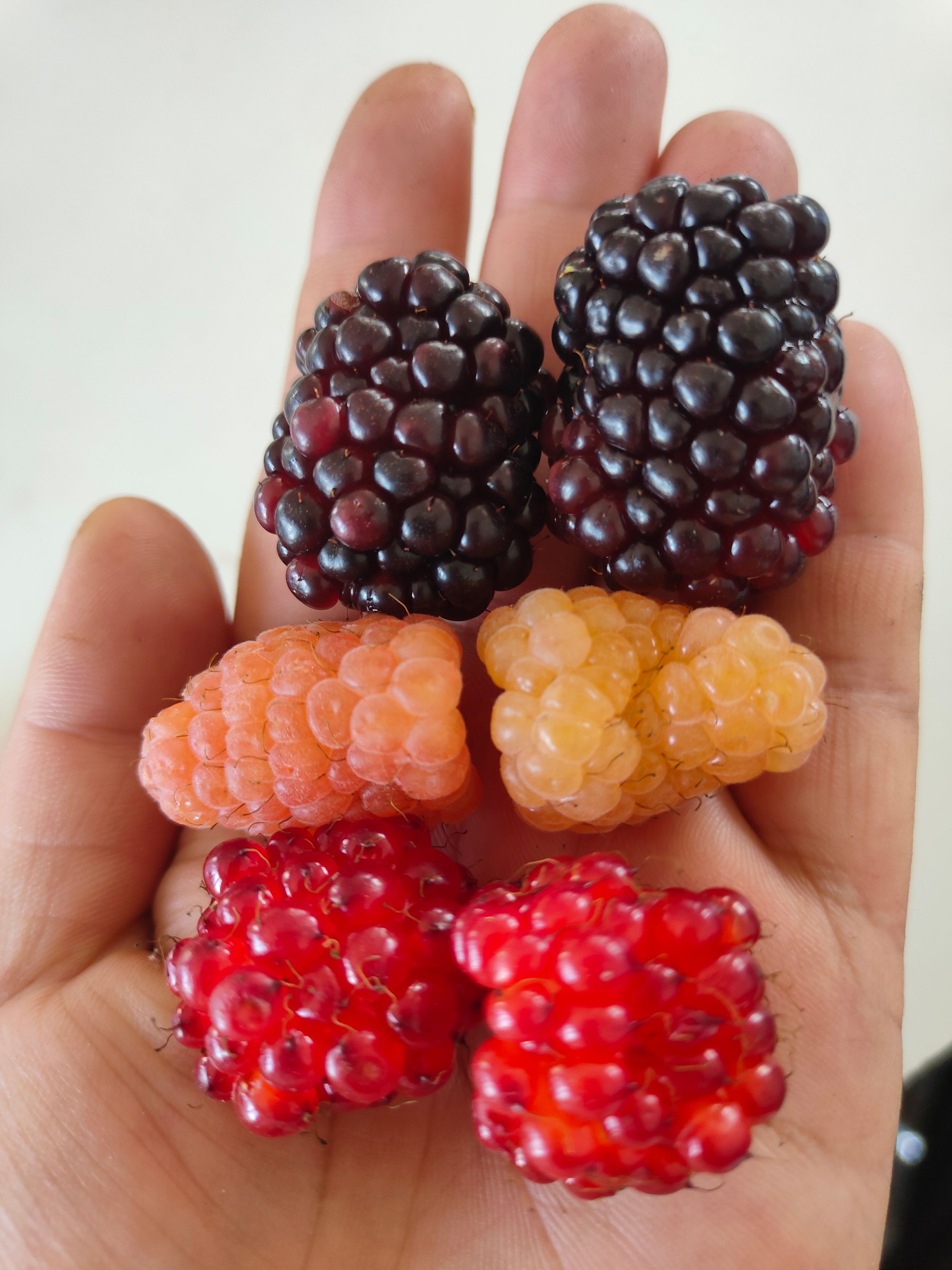 黄树莓苗 黄树莓橙色奇迹，双季大果型。