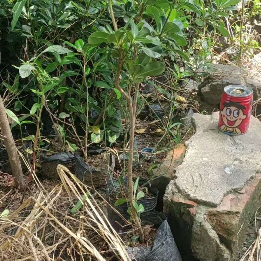 太和县海桐