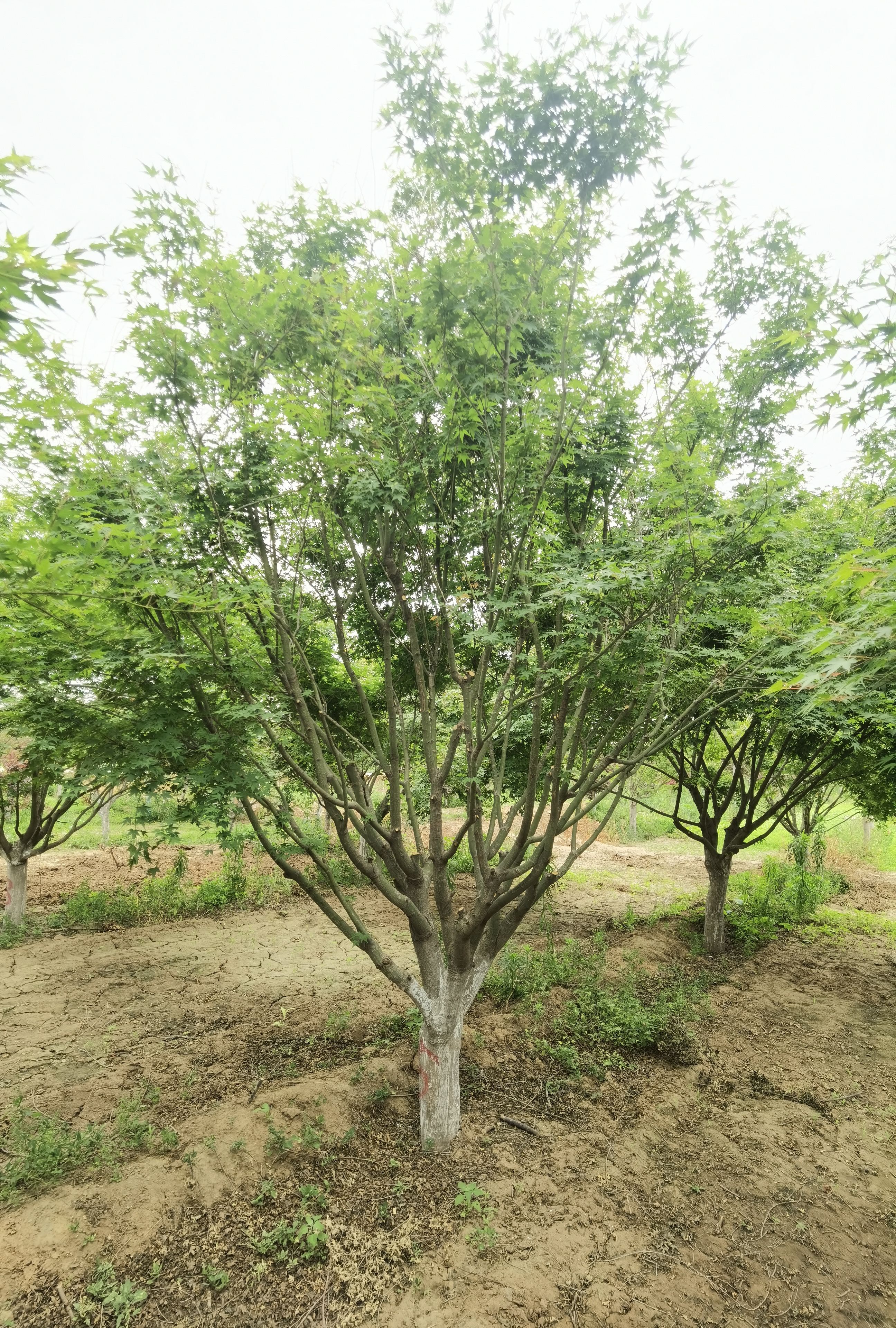 细叶鸡爪槭 3-15公分鸡爪槭 中国鸡爪槭 三季红红枫