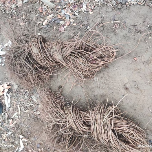博野县 爬山虎种植基地大量销售中价格优惠质量好数量大