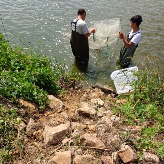 大石桥市南美白对虾 鲜活水产