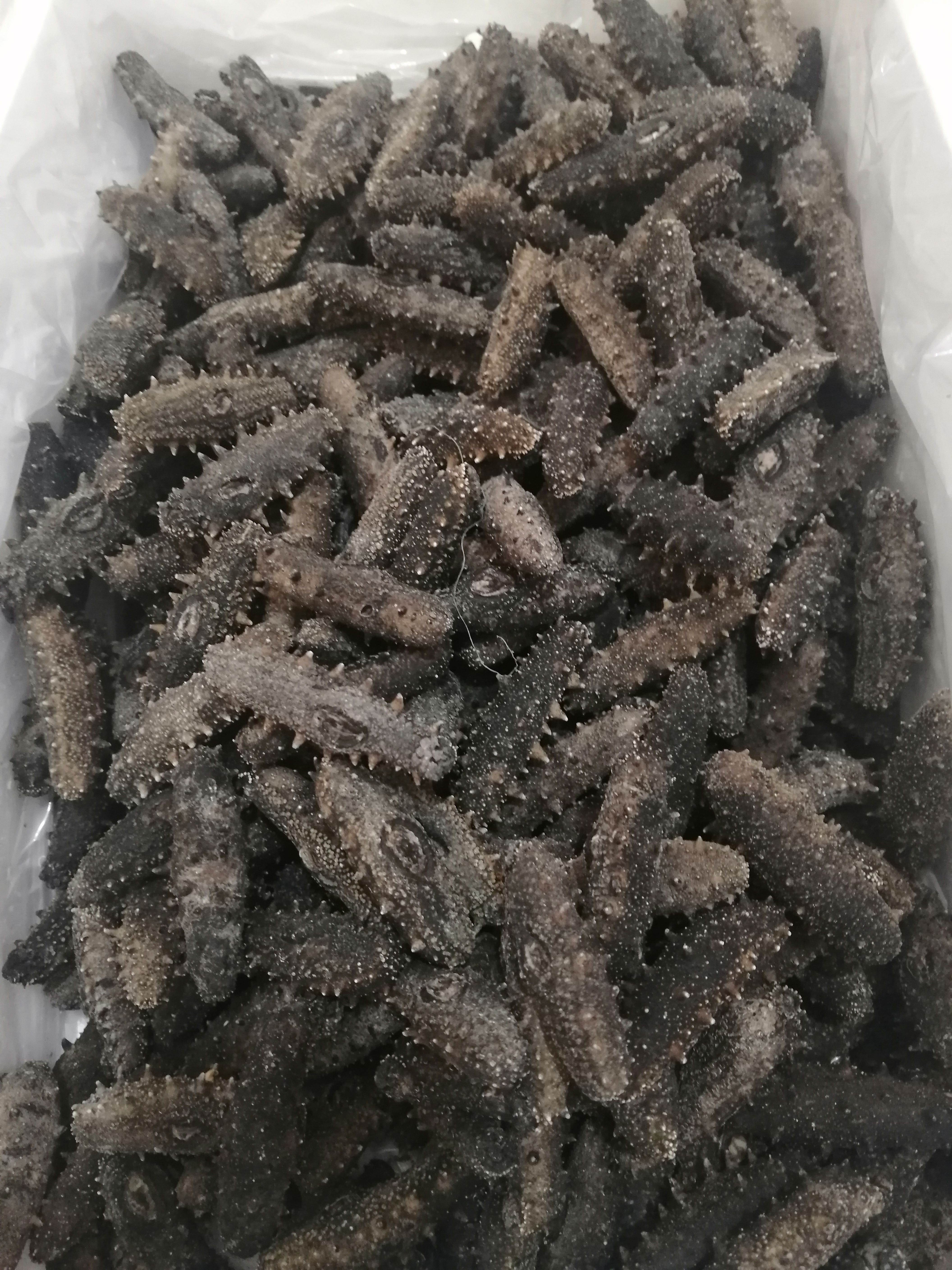 海参干  出一款海区底播淡干海参，刺参涨发两倍半的短粗胖YS