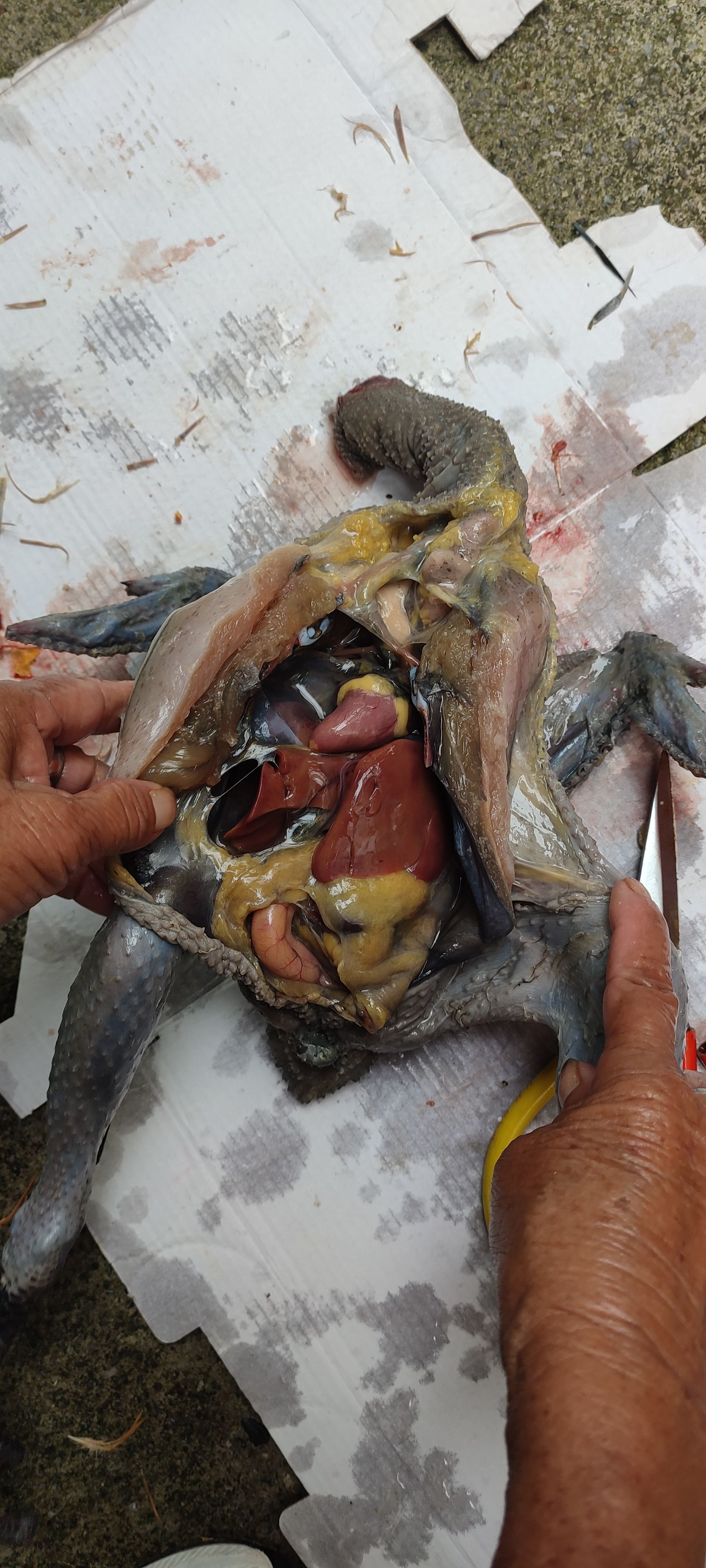 纯种五黑鸡，乌骨鸡（五黑)，皖南土鸡（黄细脚）