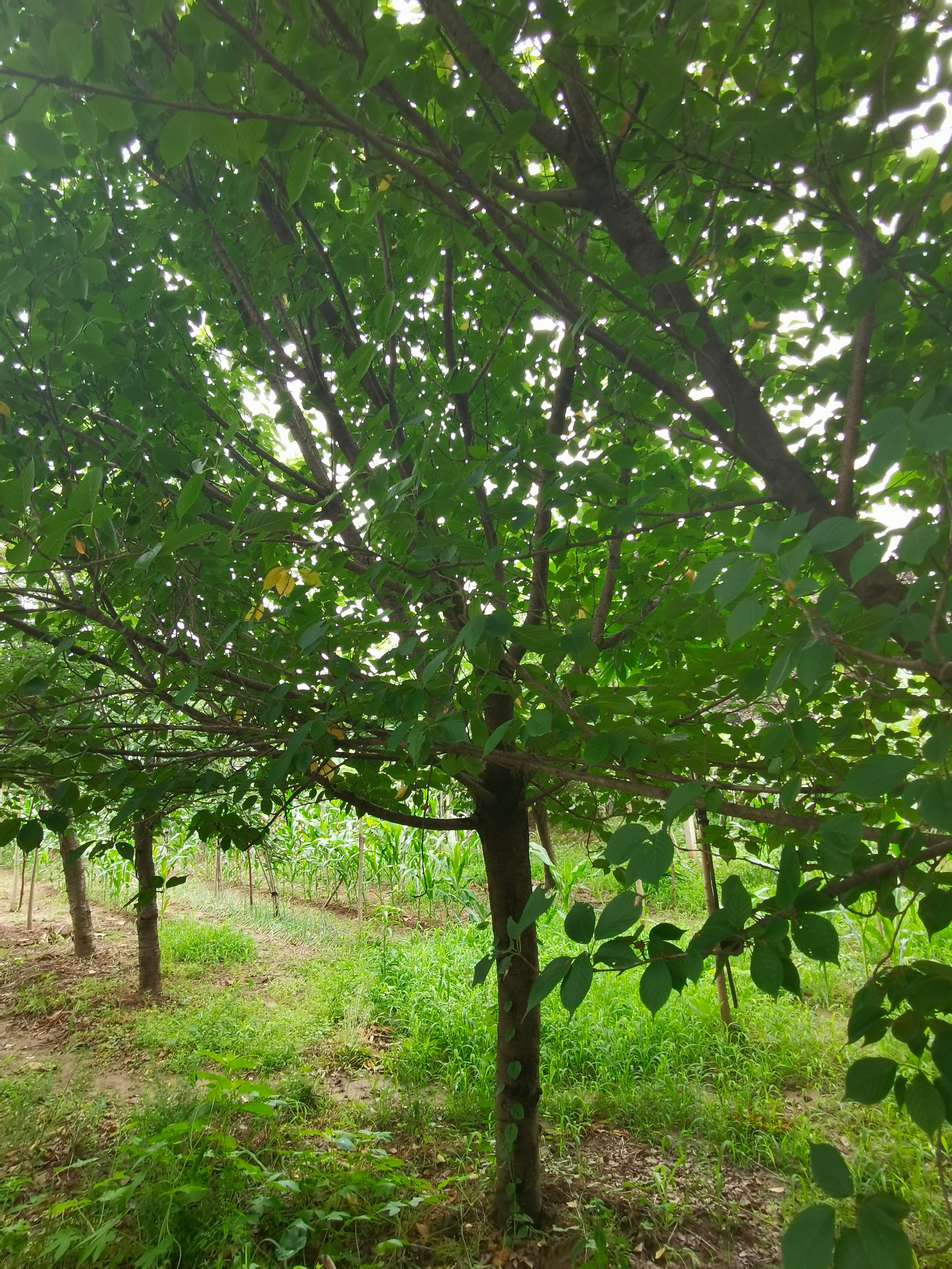 樱花树 樱花 15公分晚樱早樱3-20公分产地批发 质量保证