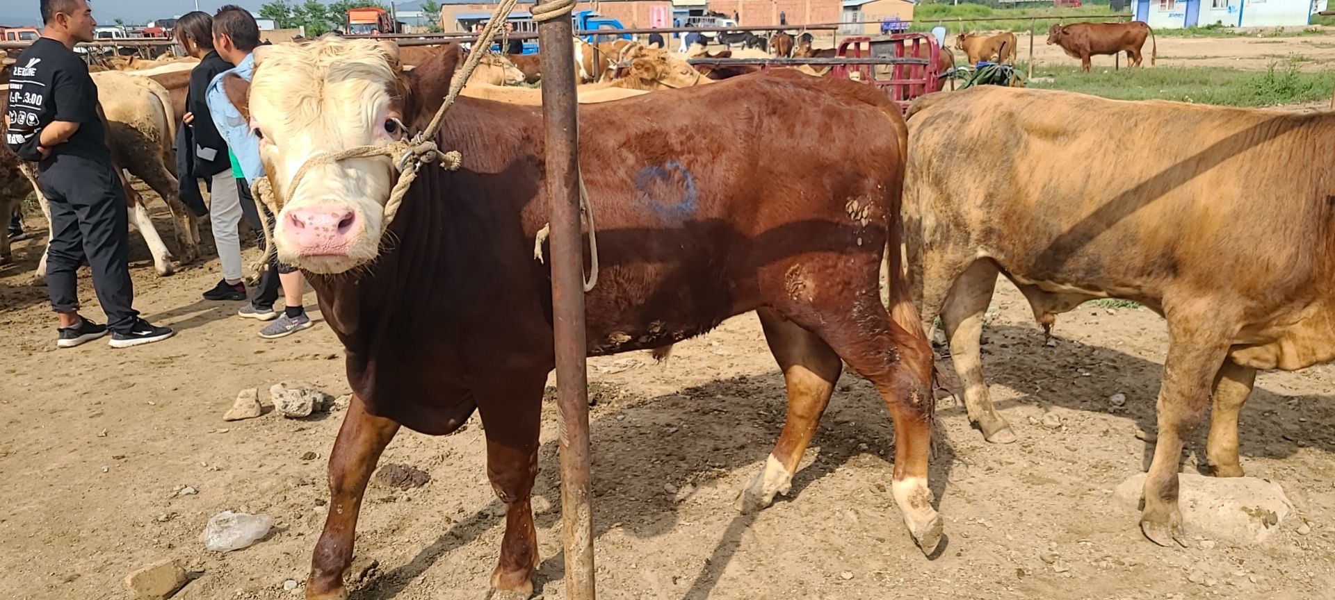 杂交牛  小公牛苗