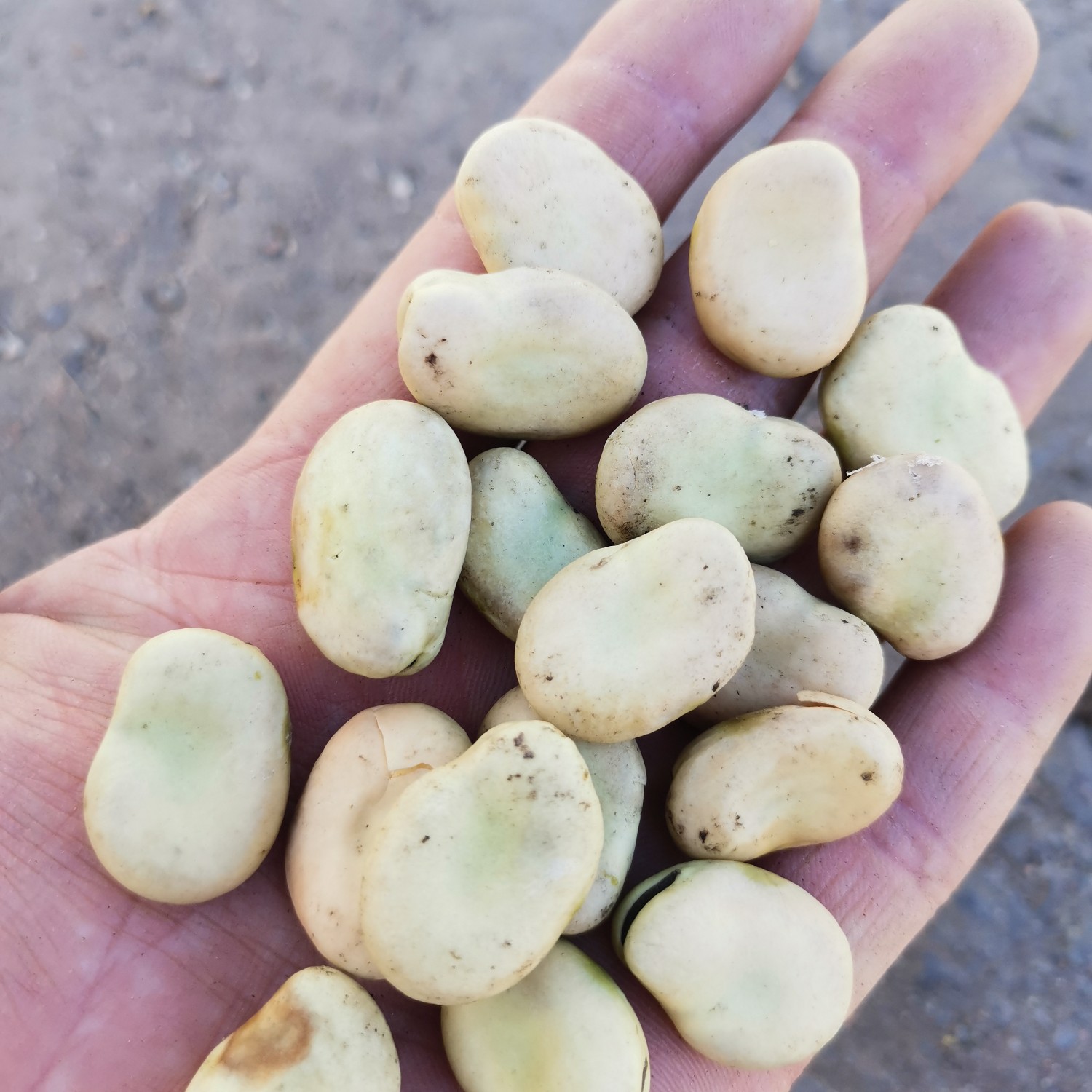 品蚕 新疆蚕豆羊眼豆颗粒饱满干度较好,无虫眼保质保量!