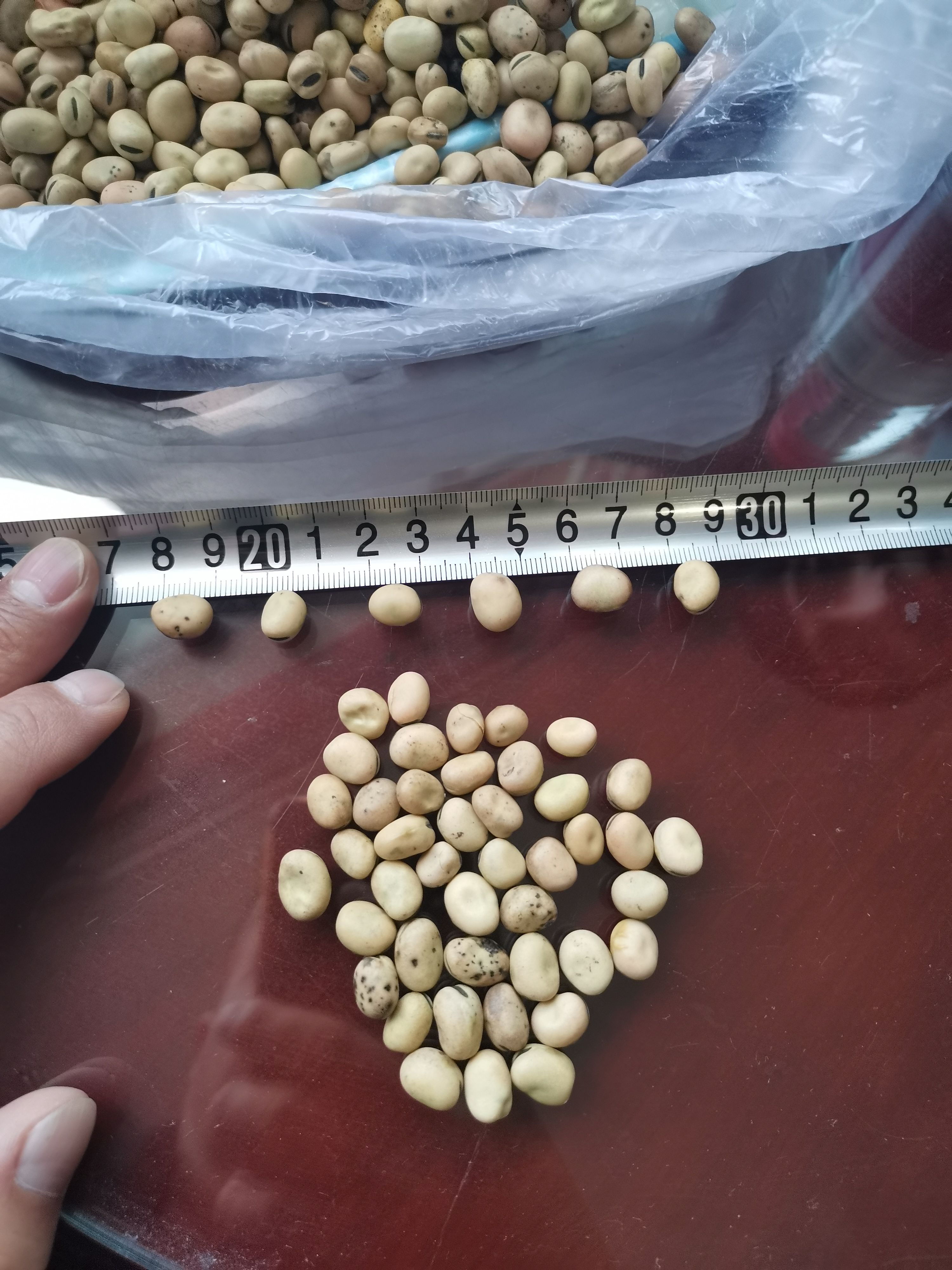 新疆比重色选蚕豆羊眼豆颗粒饱满干度较好，无虫眼保质保量！