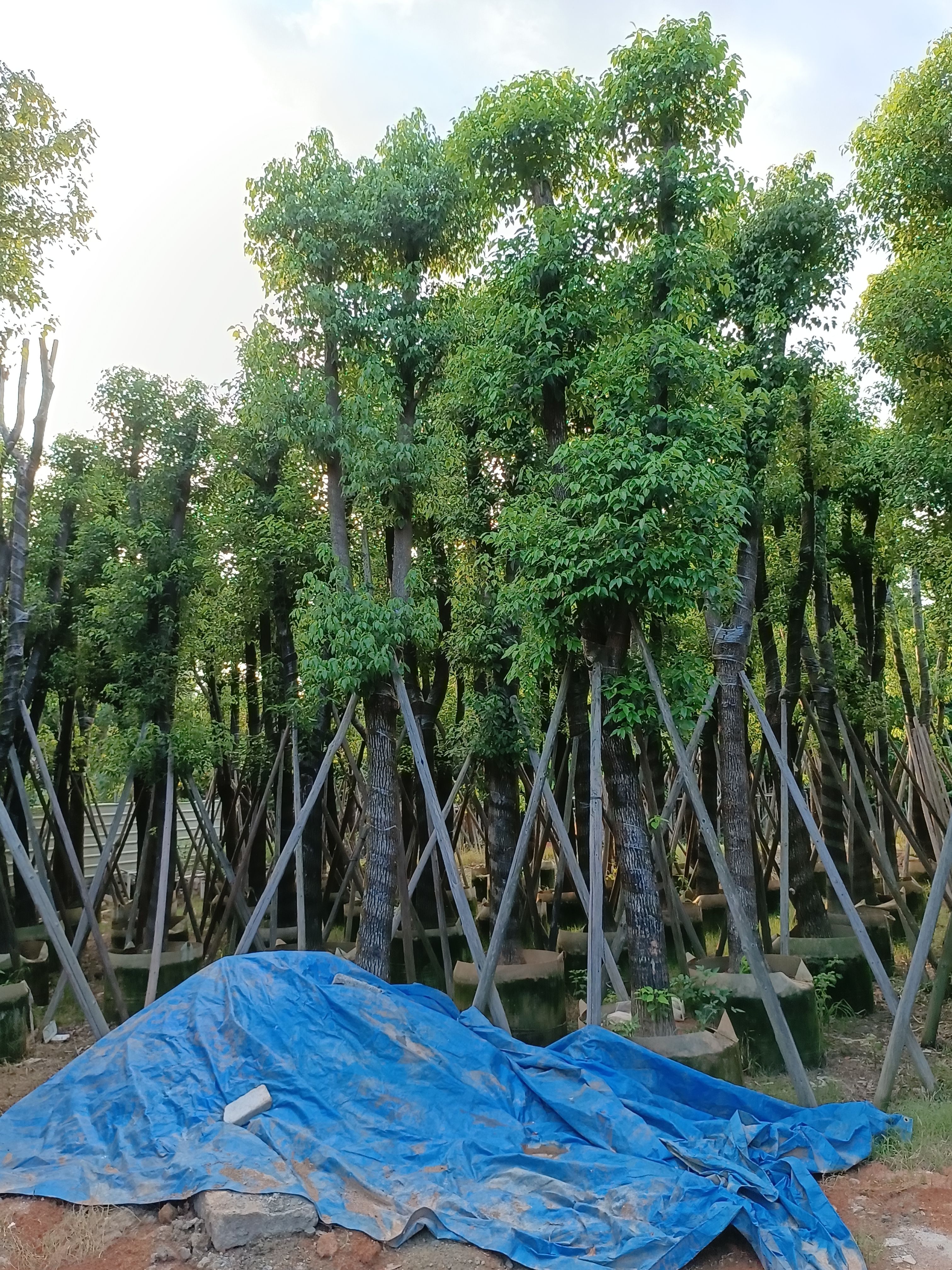 多杆香樟 广东省揭阳市苗木供应各种绿化树、袋装苗、香樟