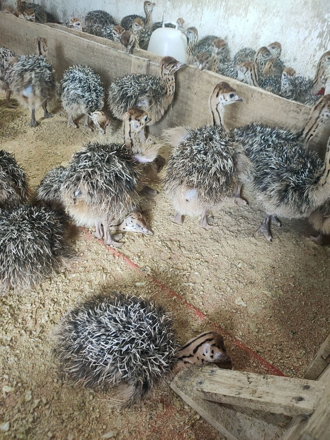 鸵鸟苗  包打疫苗一对鸵鸟幼崽脱温非洲一个月小家养全国发货伤亡补发