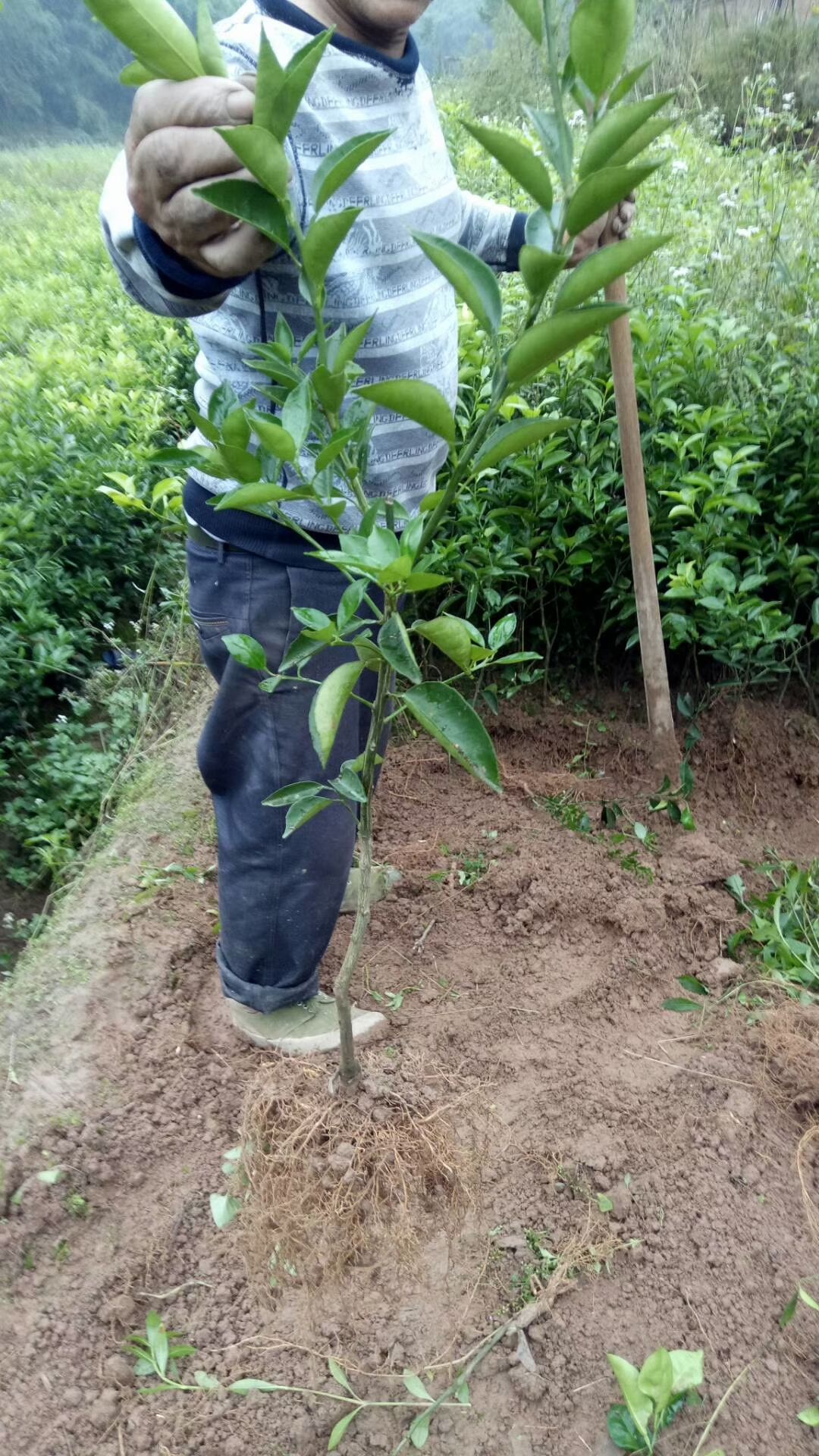纽荷尔脐橙苗 爱缓38，大雅 ，明日见，金秋沙桔，纽和尔脐橙苗