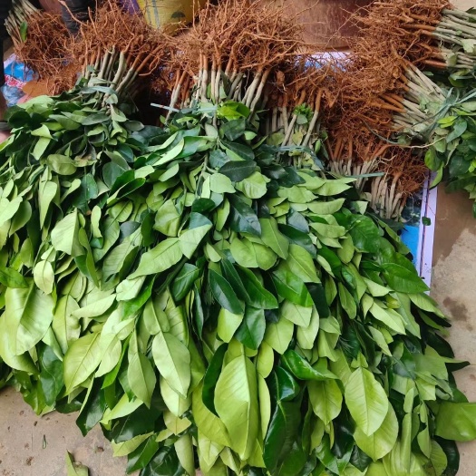 灵山县供应，泰国红宝石青柚苗