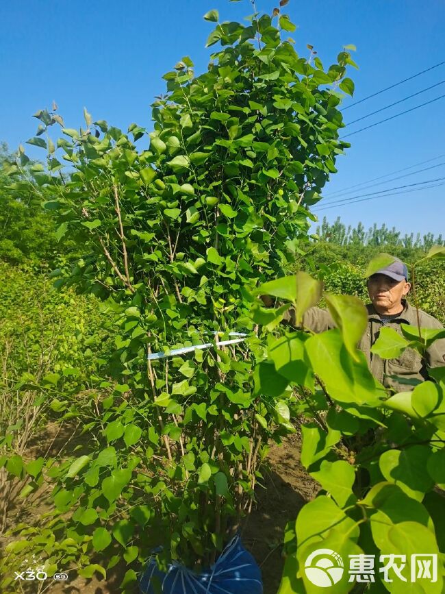 白丁香 丁香种植基地规格齐全数量大价格低