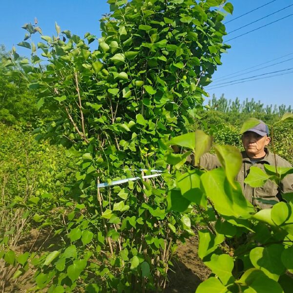 白丁香 丁香种植基地规格齐全数量大价格低