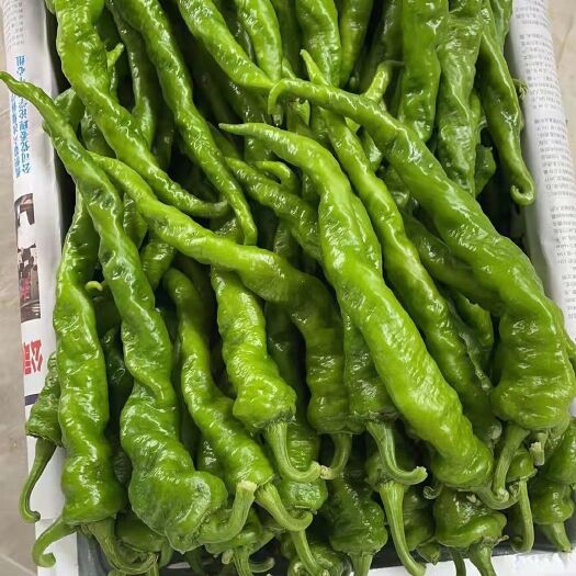晋中大小螺丝椒，黄绿皮尖椒，绿皮辣椒