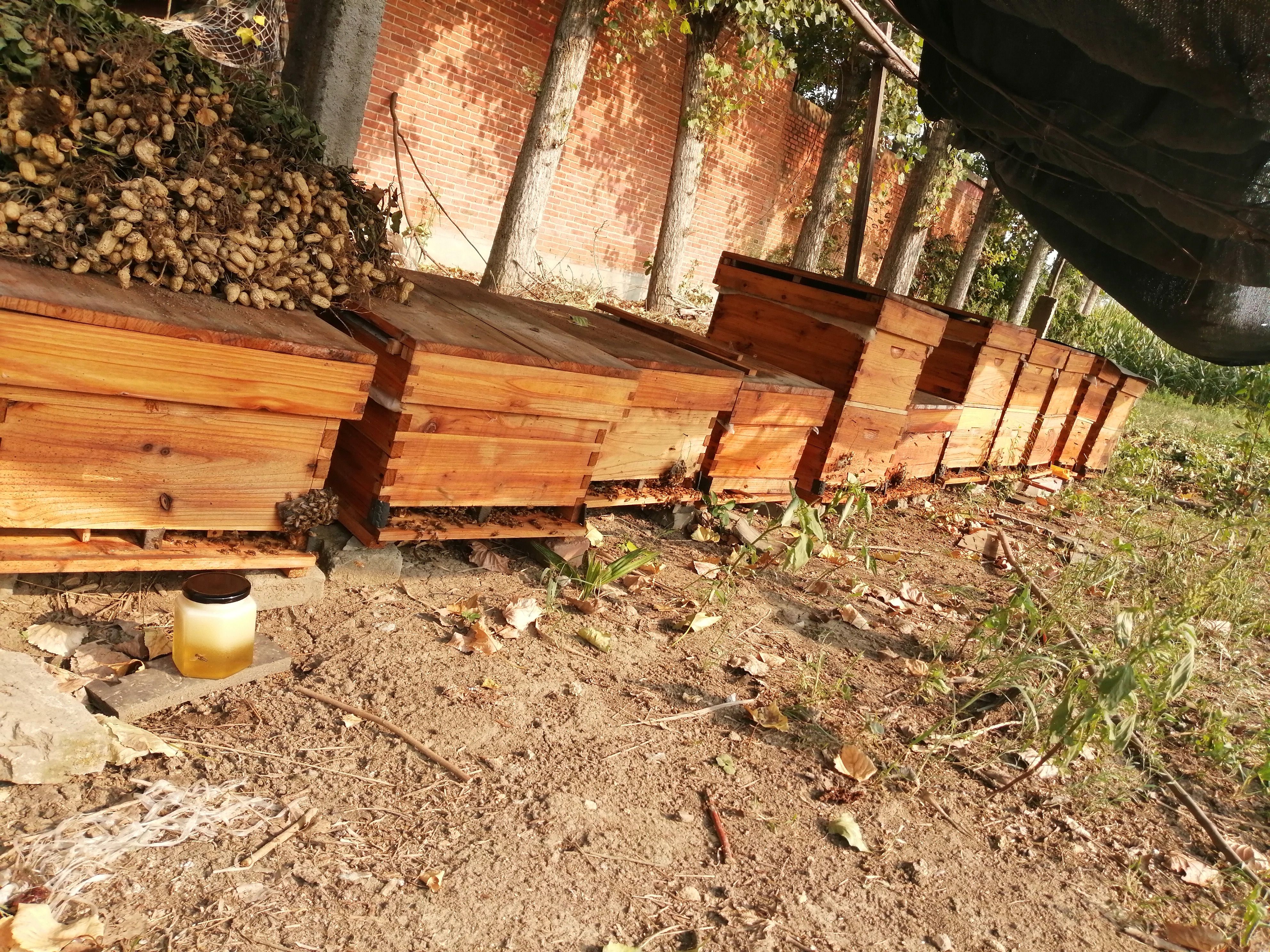 意大利蜜蜂及蜂产品。