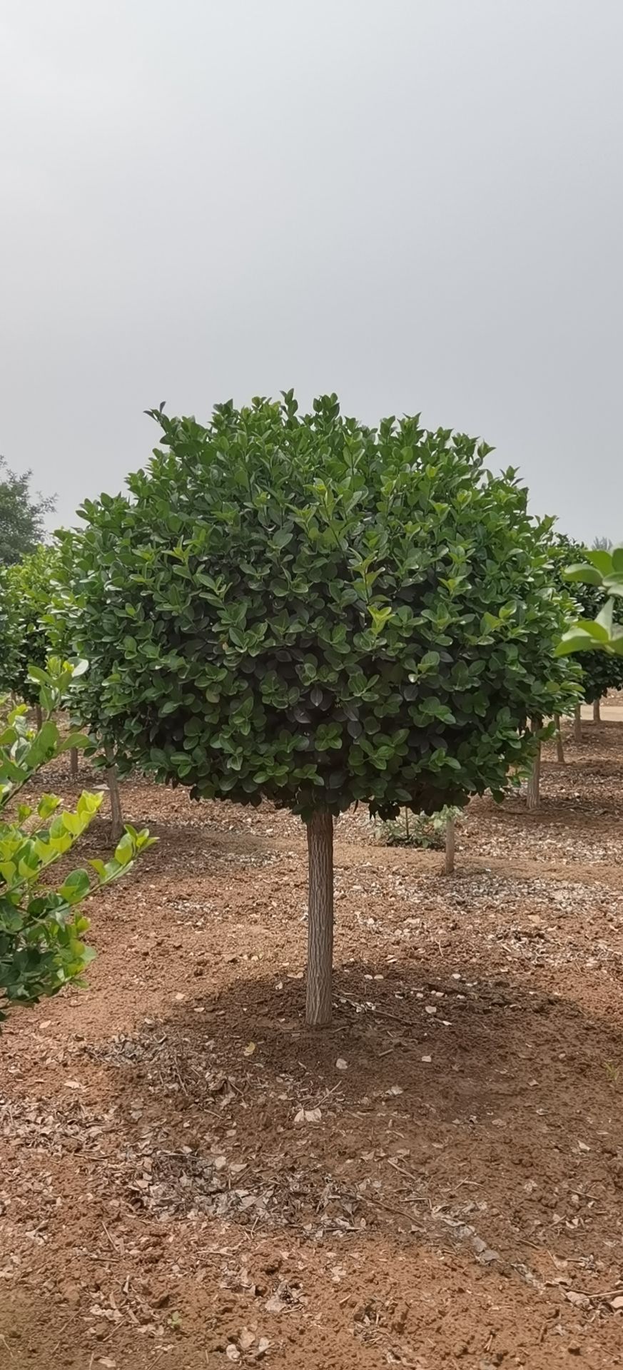  独杆卫矛球大量销售中价格优惠质量好数量大