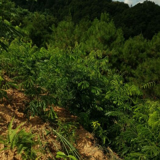 平南县猴耳环大山生长、大量鲜货，长年供应，有须要的老板，请来电