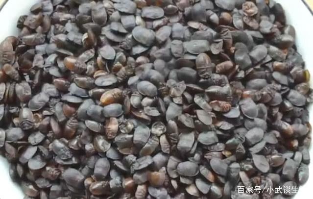 犍为县蚂蜂蛹  九香虫