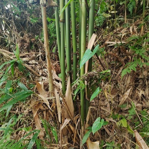 榕江县 苦竹