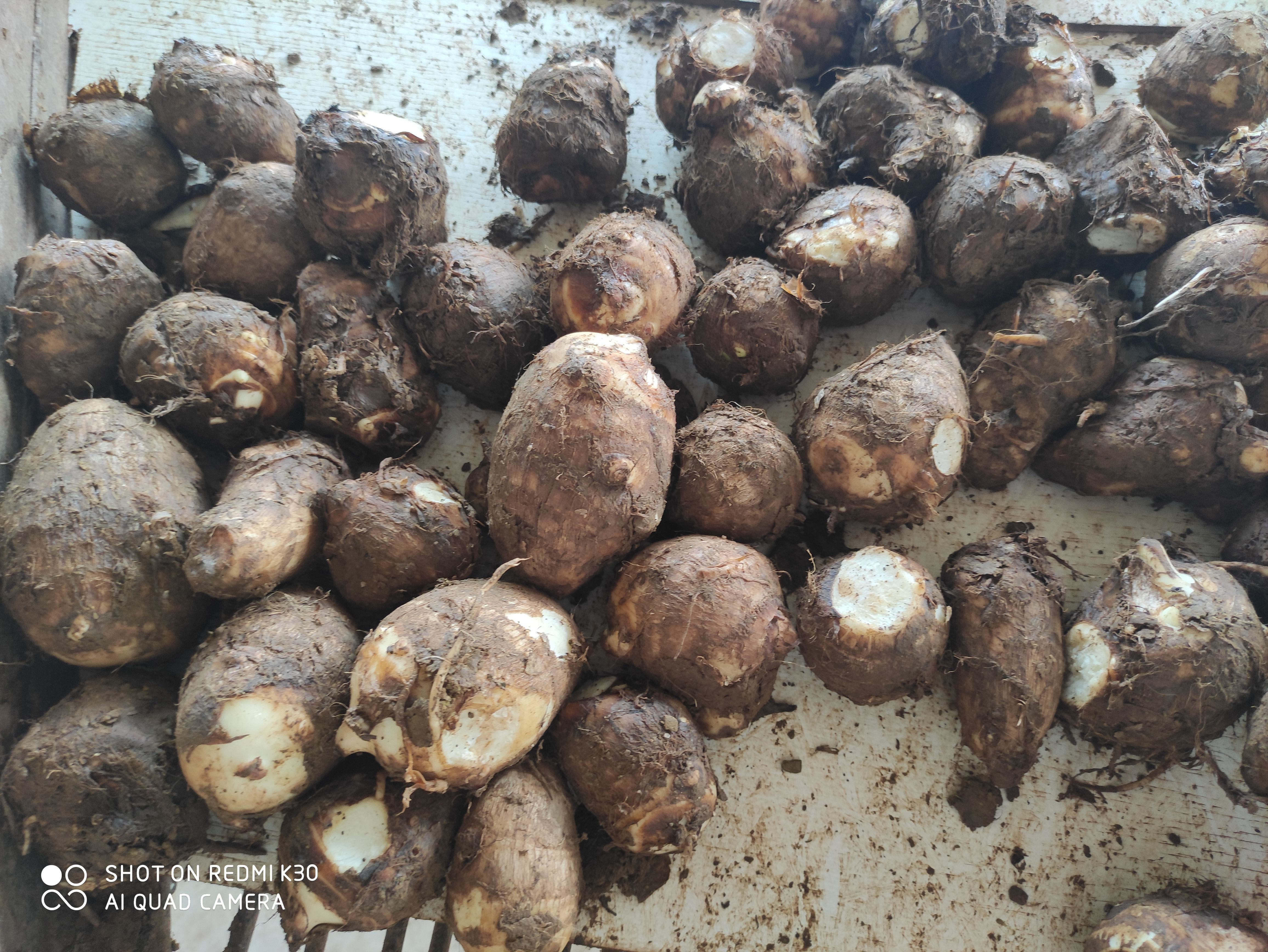 2026年新芋头新鲜奶芋毛芋头