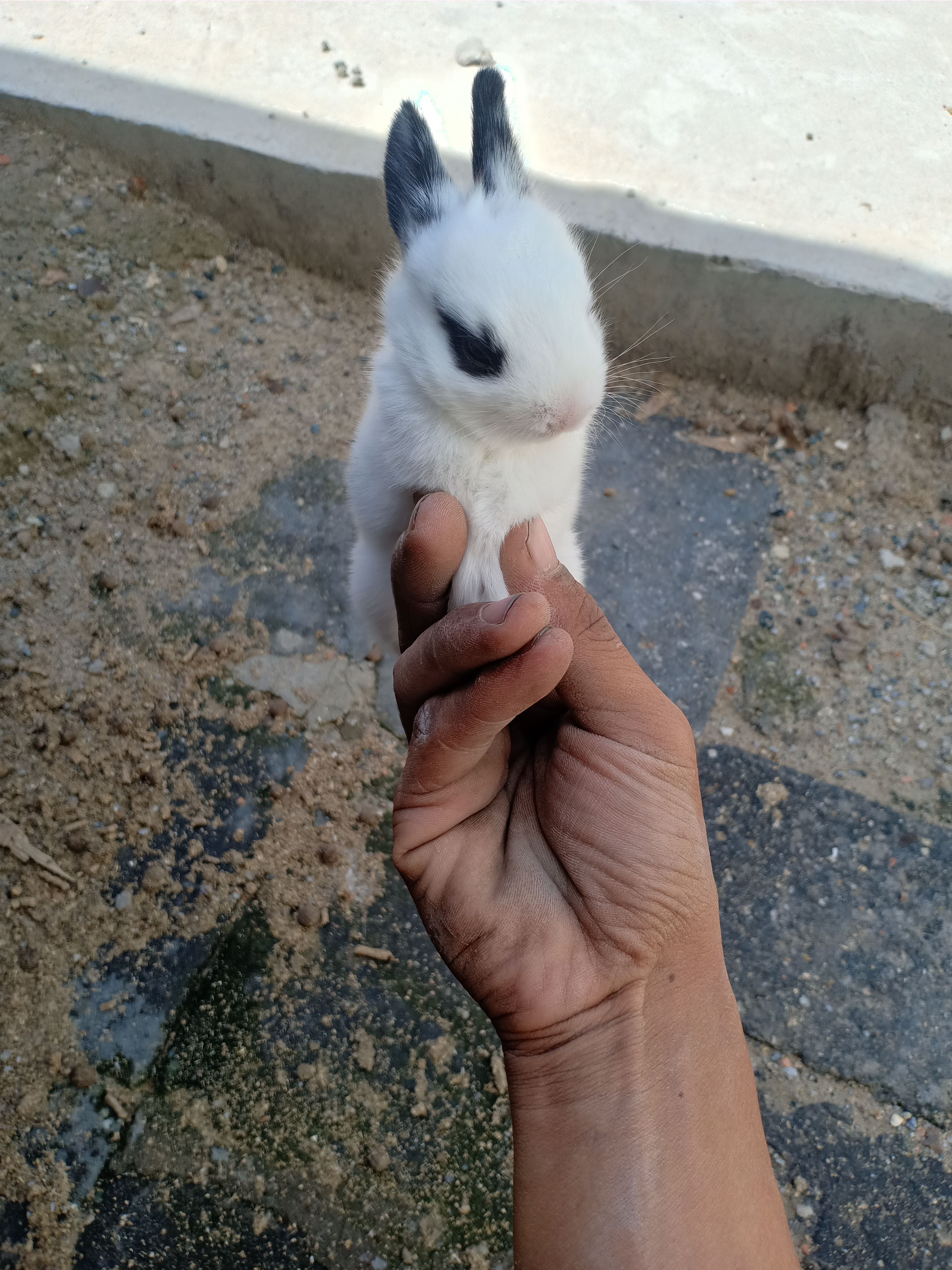 兔子  自己家的小兔已满月了有喜欢的可以联系我