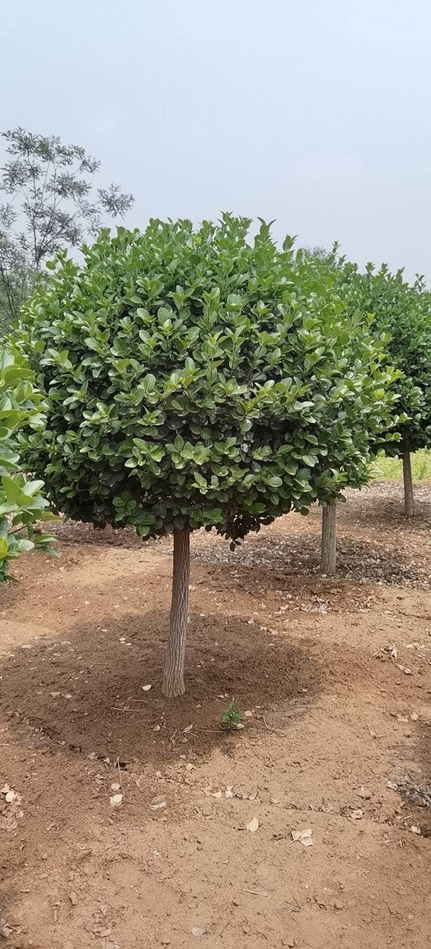 博野县 独杆卫矛球大量销售中价格优惠质量好数量大