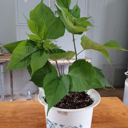 寻甸县杂交组培构树苗批发，荒山绿化树苗，养殖种植构树苗