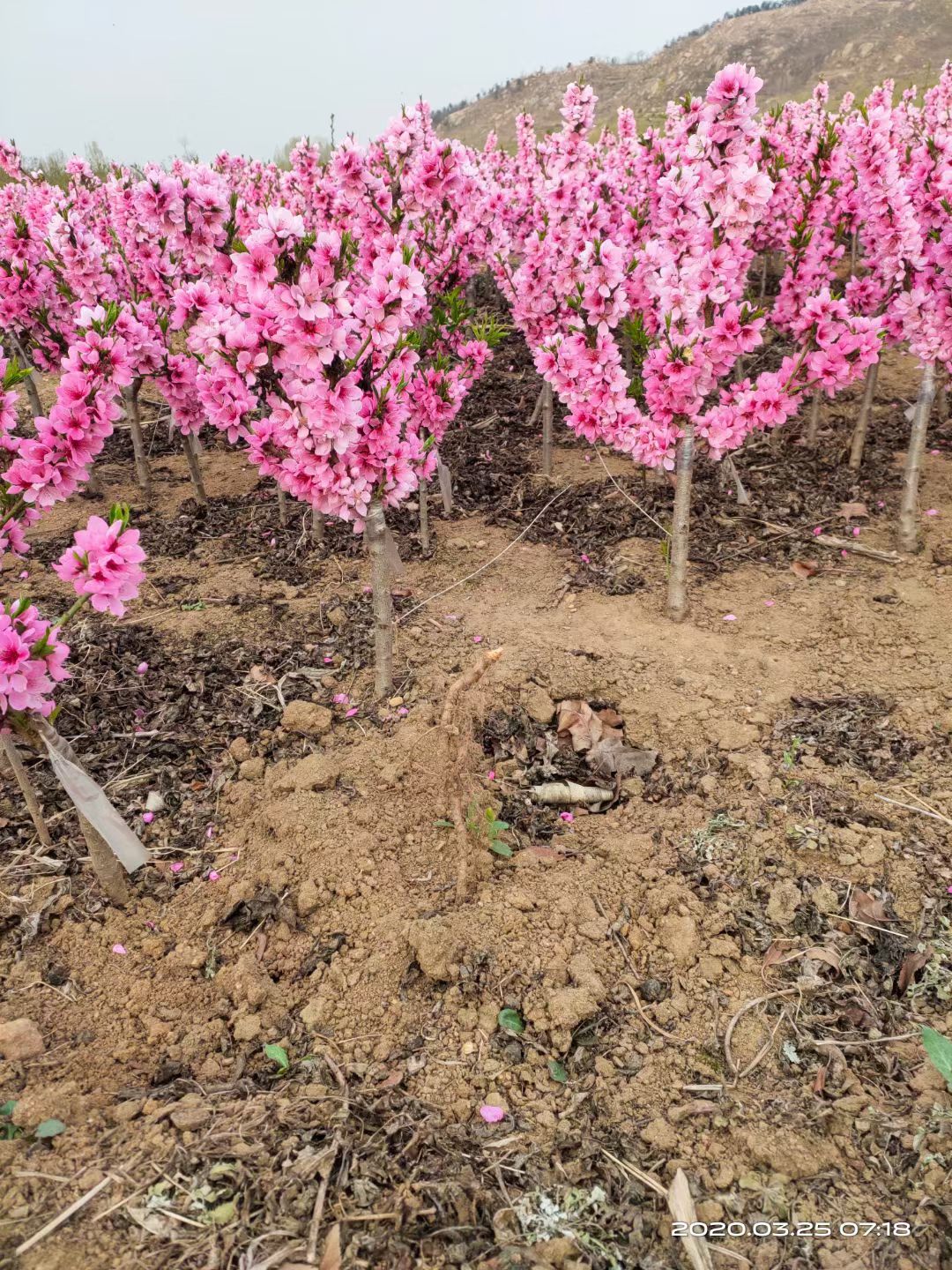 中华寿桃桃树苗重瓣桃花寿心桃盆栽寿星桃苗寿桃苗碧桃盆景桃树苗