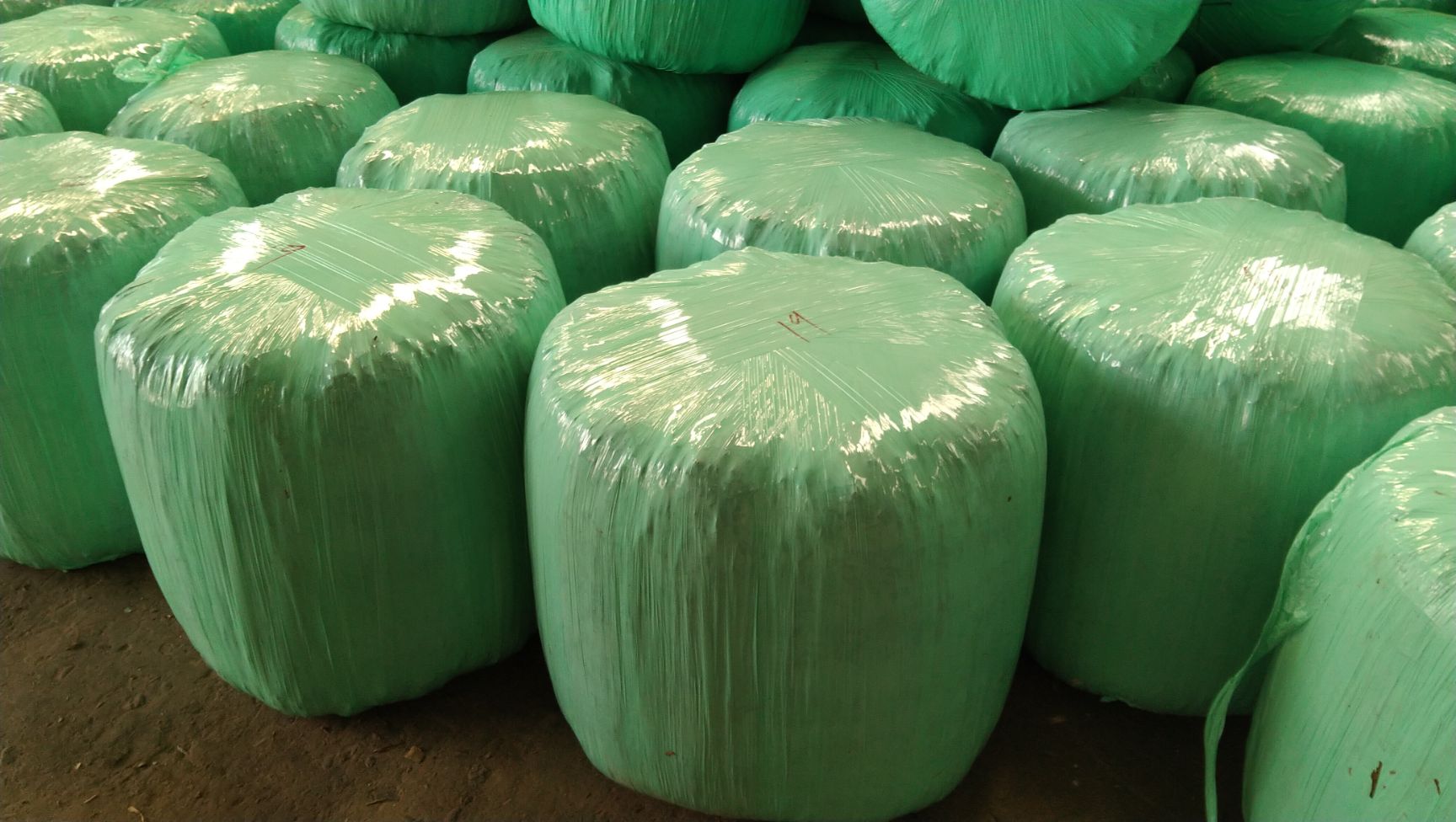 玉米青贮 牛 羊 