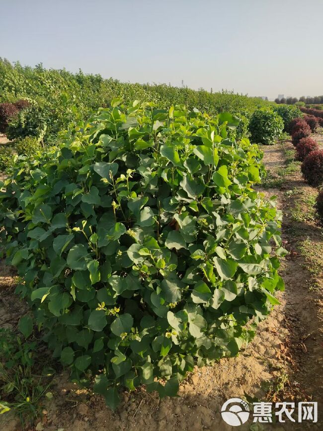 白丁香 丁香种植基地规格齐全数量大价格低