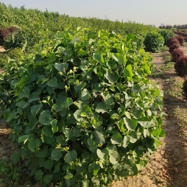 白丁香 丁香种植基地规格齐全数量大价格低