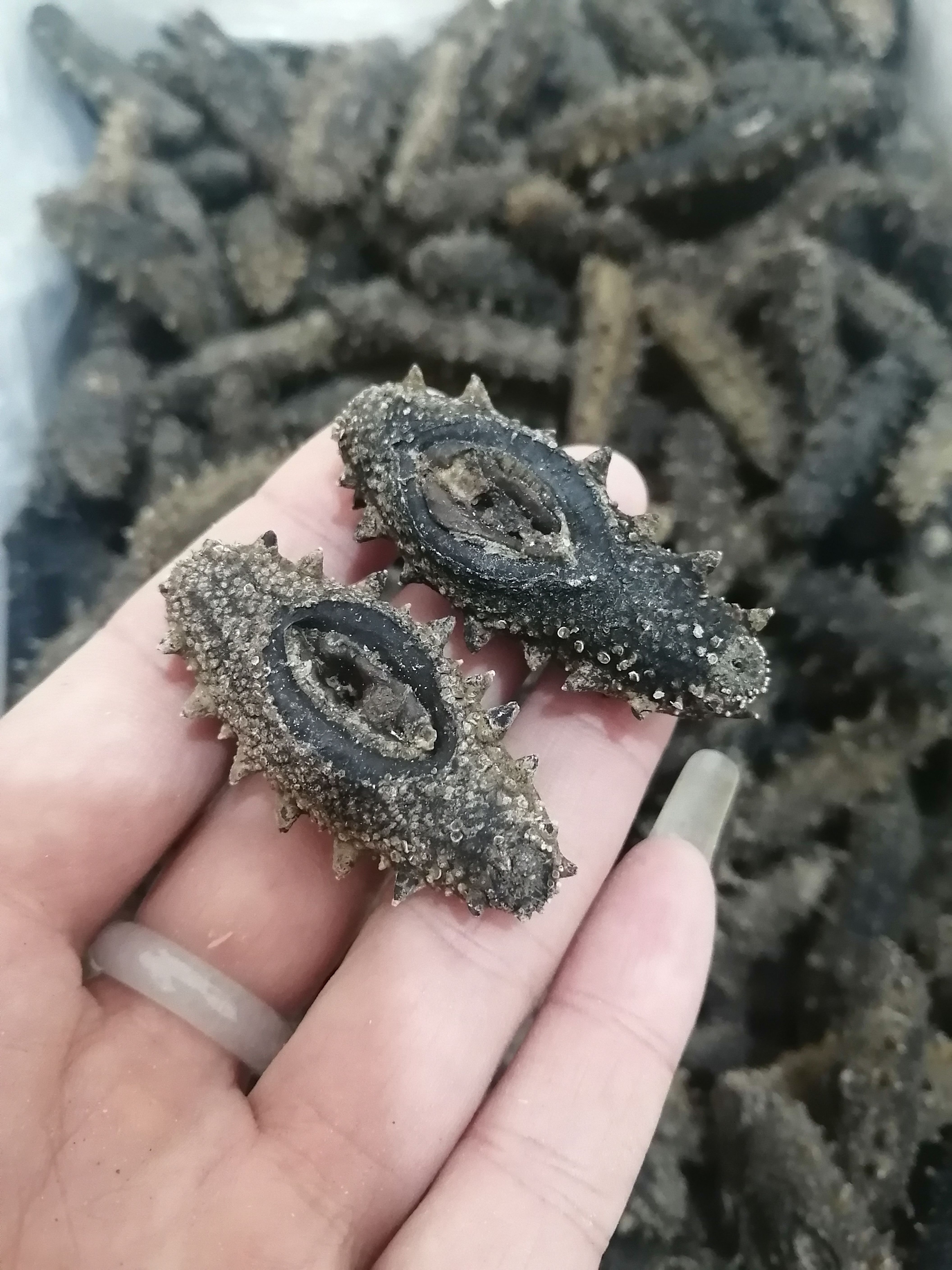 海参干  出一款海区底播淡干海参，刺参涨发两倍半的短粗胖YS