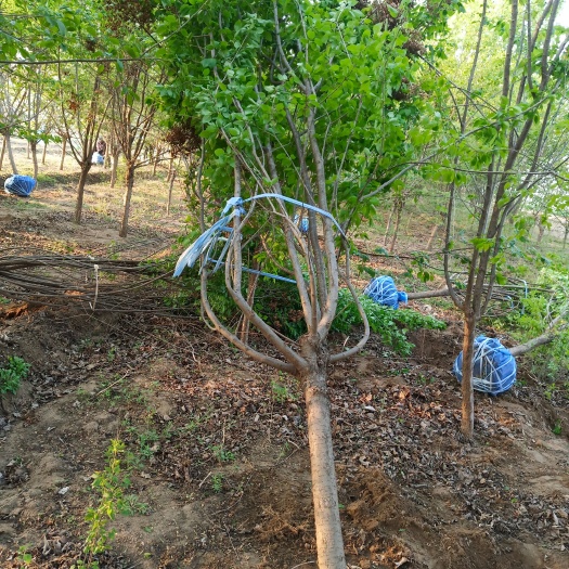 博野县 3-8公分独杆暴马丁香大量销售中价格优惠质量好数量大