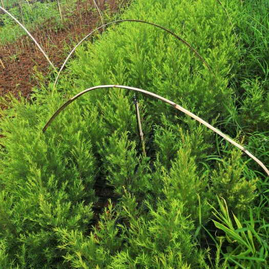 砚山县中茶108号茶树苗 澳洲茶树互叶百千层驯化苗