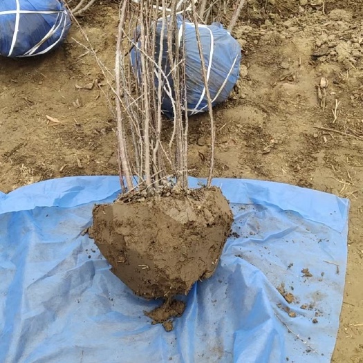 黄刺玫 红刺玫大量销售中价格优惠质量好数量大