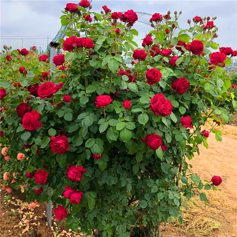 藤本月季  四季开花爬藤月季大花浓香欧月大苗