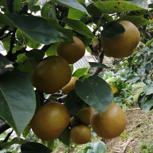 利川市香楠梨 高山富晒绿色水果，产地直销，一手果农货源，欢迎洽谈、合作。
