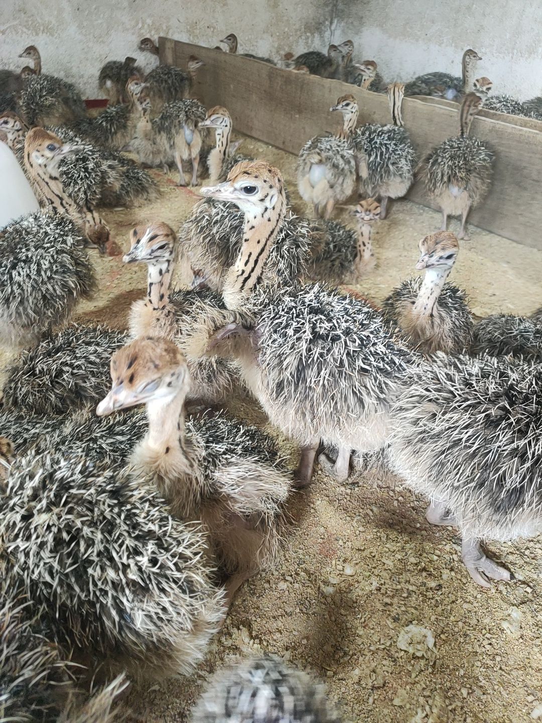 鸵鸟苗  包打疫苗一对鸵鸟幼崽脱温非洲一个月小家养全国发货伤亡补发