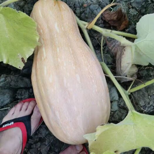 安顺蜜本南瓜 南瓜冬瓜大量供应
