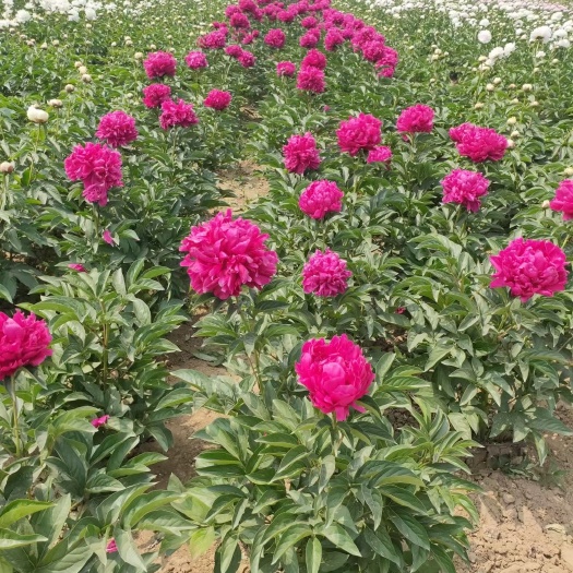 菏泽鲜切花，重瓣芍药鲜切花苗，山东大芍药苗，菏泽基地直供
