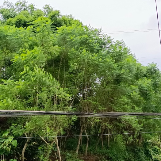 宜宾尖叶蓝花楹 占地兰花楹大量出售价格优惠