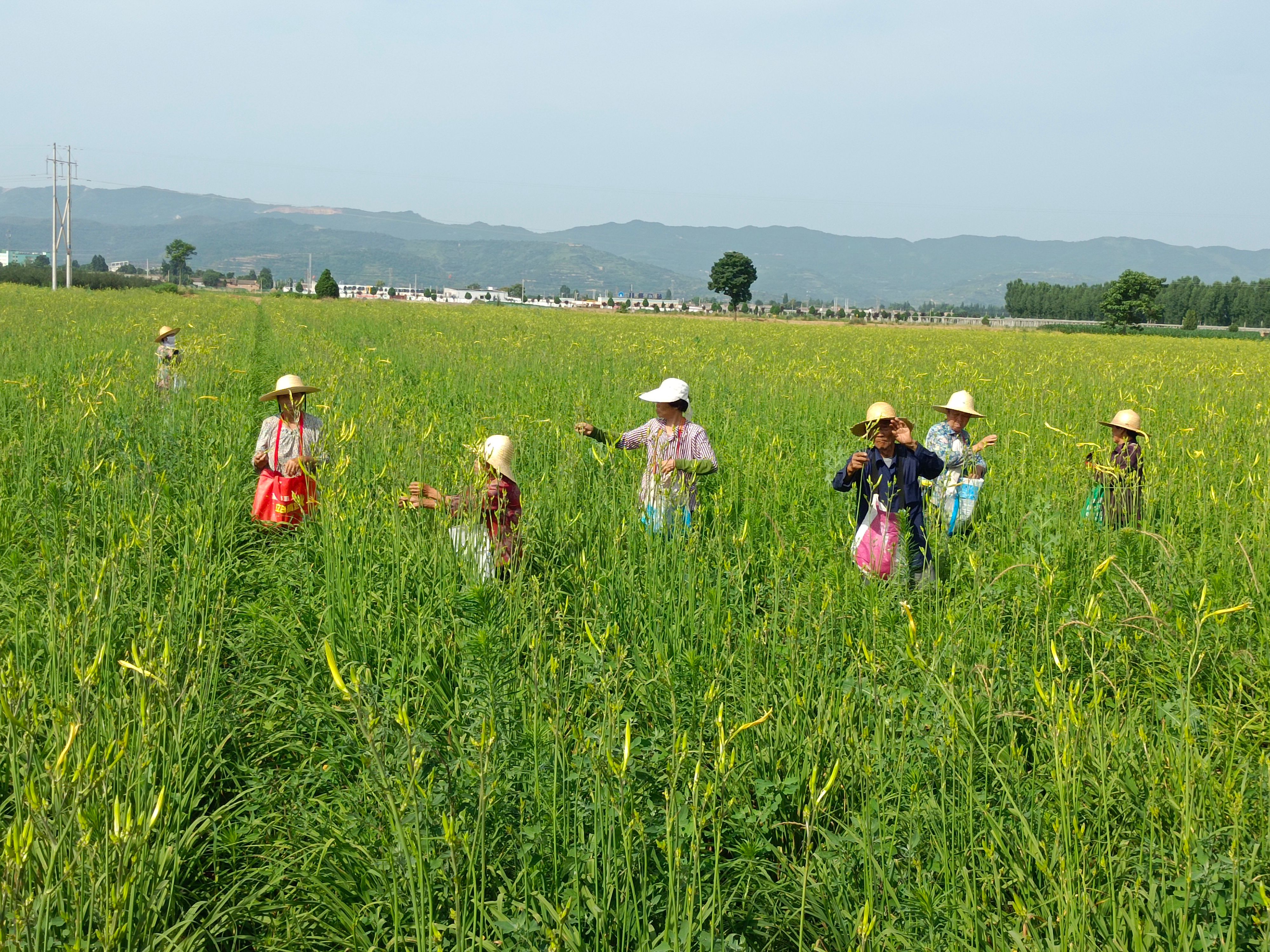 黄花菜苗  黄花苗大量出售，苗大，根肥，成活率99.9。花期长，产量高