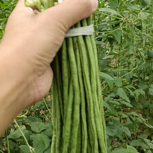 菏泽绿龙豆角 刚上市的鲜豆角，辣椒，大量采购的老板联系！价格详谈，诚信第一