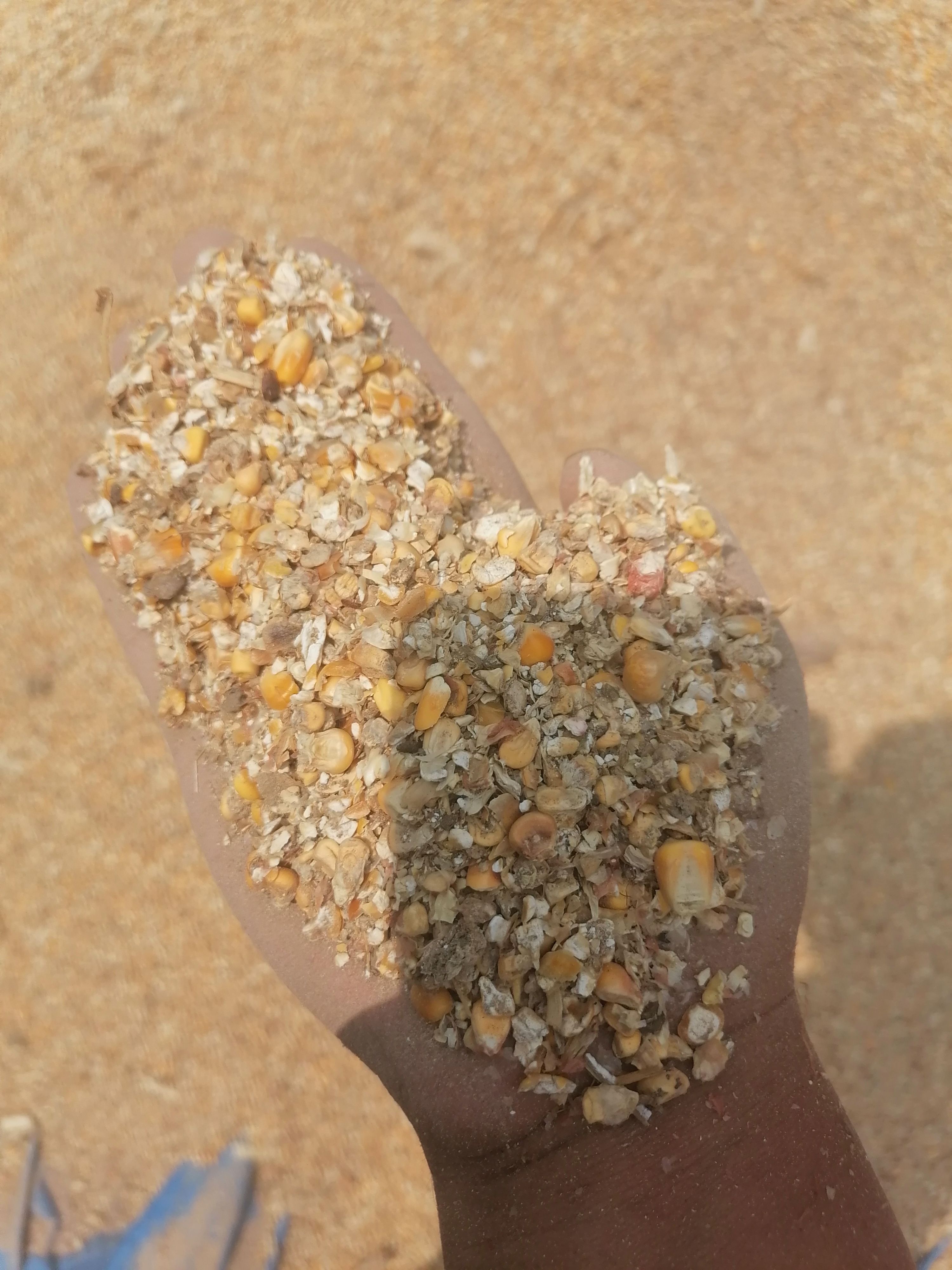 碎玉米 东北晾晒粮8个粮大颗粒