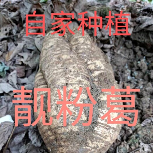 新兴县靓粉葛