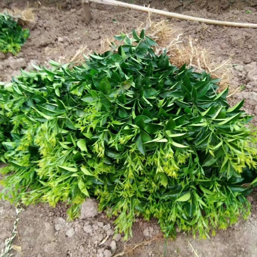 重庆市纽荷尔脐橙苗 爱缓38，大雅 ，明日见，金秋沙桔，纽和尔脐橙苗