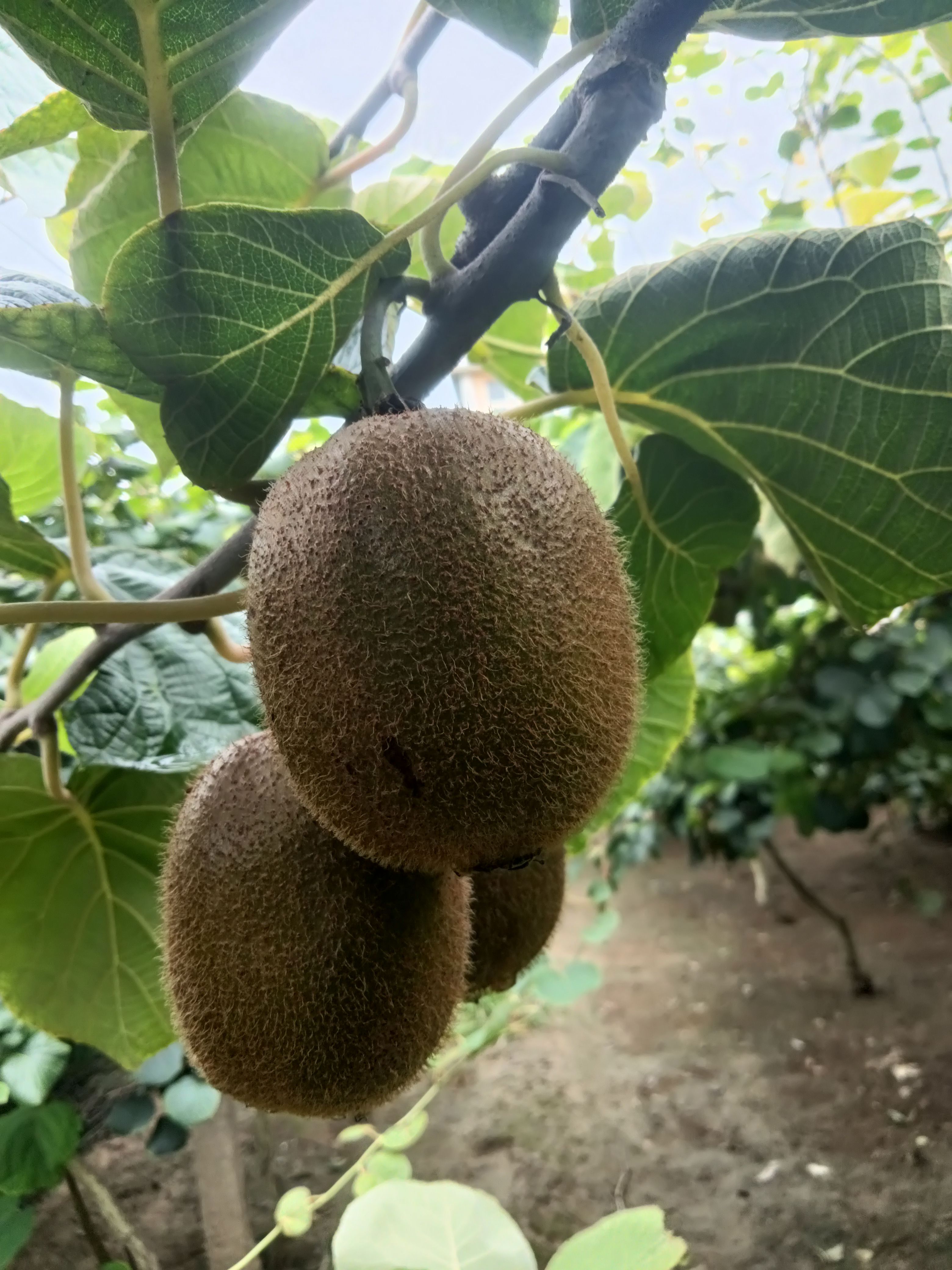 红心猕猴桃 砀山猕猴桃大量上市了，有要的抓紧联系，价格美丽，质量好，